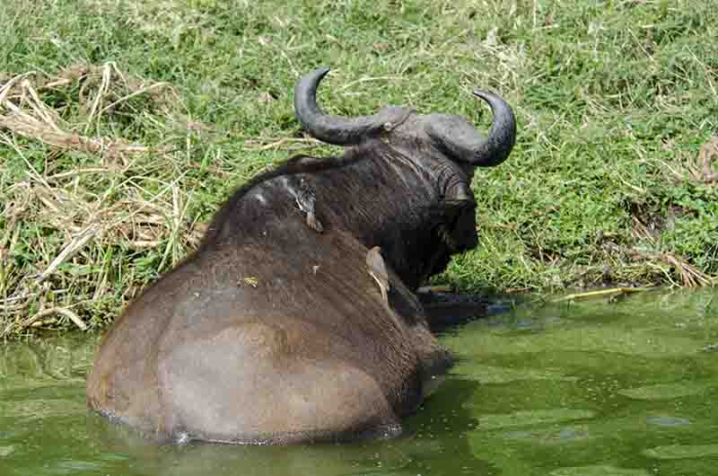 58 - Bufalo africano - parque nacional Queen Elizabeth - Uganda